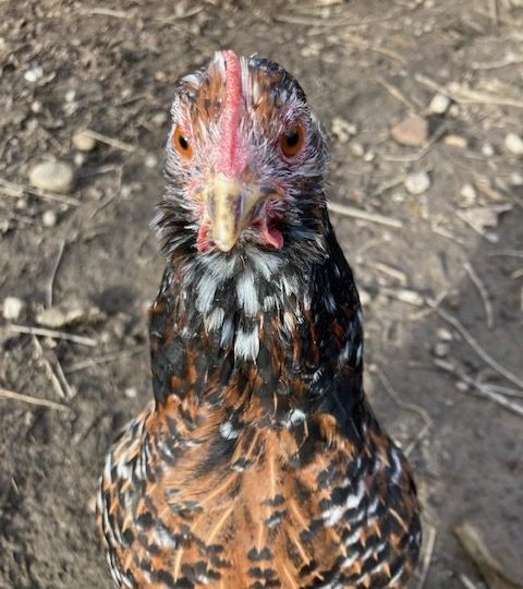 bauernhof-bergkirchen bauernhof-bergkirchen